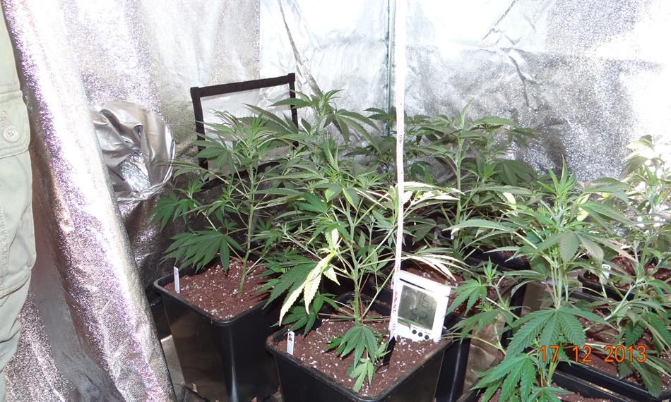 2014-1-28-1325marihuana 01.JPG